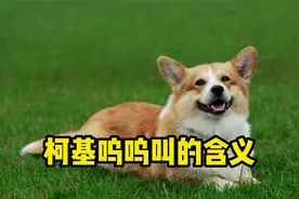 柯基呜呜叫，有这几个含义！视频封面