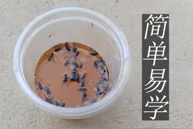 消灭苍蝇有诀窍，不花钱还好使，简单易学效果好