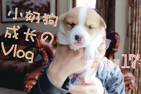 [萌宠开年记]小小柯基出生第17天，睁开双眼，吓跑干爹