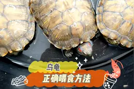 乌龟的正确喂食方法，乌龟虽是杂食，但也会有偏好视频封面