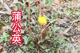 蒲公英茶人人都能喝吗？看完视频明白了，原来这些人都不适合喝呢视频封面