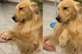 狗狗陪主人玩游戏，满脸不服气动作却很配合，网友：你就宠她吧视频封面