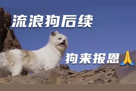 自驾西藏，班公湖观景台拾到的流浪狗后续，它居然给我报恩来了！视频封面