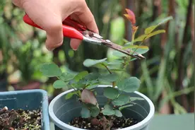 月季长新芽了，为何还要剪掉？看完又学会一妙招视频封面