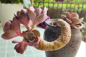 多肉植物砍头后快速长大，株型美，这项工作不能少视频封面