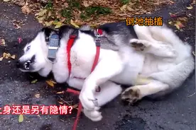 二哈倒地抽搐，原以为“戏精”上身，诊断结果却很残酷视频封面