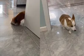 演技在线！主人发现柯基在家突然“后脚瘫痪”，识破后又气又好笑视频封面