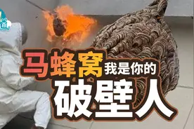 马蜂窝能有多夸张？如何安全地捅马蜂窝？