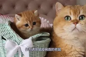 作为诱发鼠疫祸首的老鼠，猫咪吃它为什么不会被传染，原来是这样视频封面