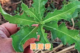 野草 “ 萋萋芽 ” 泡水喝作用厉害，它的3大用途值得了解收藏视频封面