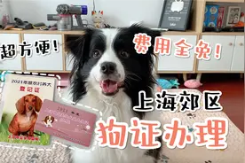 在上海郊区办狗证，几分钟拿证走人还费用全免？！视频封面
