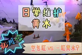 养鱼笔记1季39集：鱼缸出现黄水，这样做，离空气缸又近一步视频封面