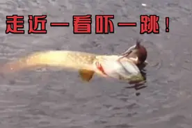 男子发现水面有异常，立马将其打捞起来，不料走近一看吓一跳！视频封面