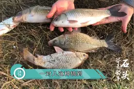 野钓：小伙用独特窝料搭配蓝鲫，一两斤的大板鲫拉到手软，太爽了视频封面