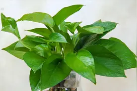 原来绿萝喜欢喝这三种水，隔几天浇一次，叶片绿油油，蹭蹭冒新芽视频封面
