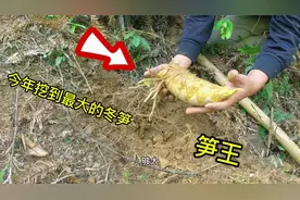 冬笋好吃难挖？小伙看竹子的叶子来找笋挖到今年的笋王，简单实用视频封面