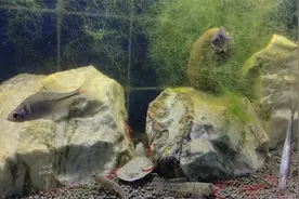 购买了两只小王八这东西吃啥？使用红虫投喂看看，还真吃