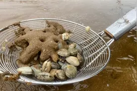 大雾天气赶海，用漏勺淘花甲，这下可赚嗨了视频封面