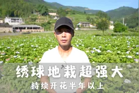 绣球地栽超强大，持续开花半年以上，成片盛开效果佳视频封面