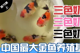 走进中国最大金鱼养殖基地，人工繁育的金鱼苗破壳而出，顺利起飞视频封面