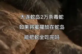 大连蛇岛2万条毒蛇，如果将蜜獾放在蛇岛，能把蛇全吃完吗？