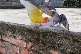 主人带紫鹦鹉玩被黄鹦鹉看到，这次它真生气了