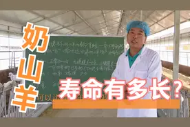 奶山羊的寿命有多长？