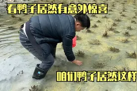 去看鸭子在田里面居然发现意外惊喜！视频封面