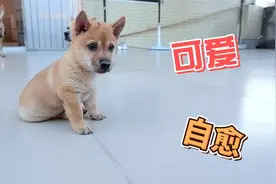 刚出生40天的小奶狗，奶凶奶凶的，长大不比国外斗犬逊色