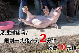 乡村劁猪匠：骑行5公里，阉割两头猪收费20元，最多月入5000元视频封面