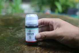 养出出现烂根怎么办？园艺师教你，用烂根专用营养液，就可以解决视频封面