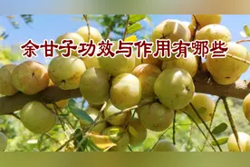 老中医养生谈：余甘子功效与作用有哪些