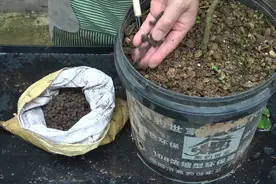 每20天给柠檬树喂一次这种水，不出半年结出果实