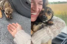 流浪狗狗被收养过程：从满眼防备到信任开心，好像真的有家了！