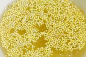 小米生虫不要扔，用水泡一泡放在窗边，用途太赞了，早学会早省事