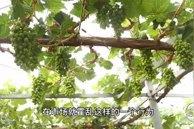 葡萄的假苗现象泛滥，购买苗木请擦亮眼睛，避免买到假苗！视频封面