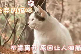 乖巧猫咪被弃深山老林，却始终不肯离开，得知原因后果断救助视频封面