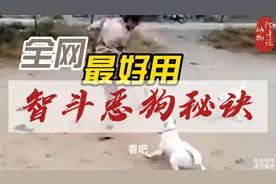 当你被几只条疯狗追，学一下这几招，真的不怕疯狗视频封面