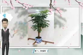 5种“吉利花”，适合摆客厅，旺宅寓意好，养起来还特别简单