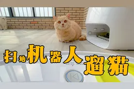 用扫地机器人遛猫是种怎样的体验？猫咪：铲屎的又想坑我！