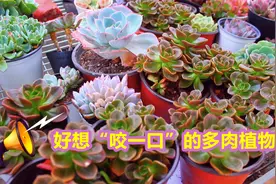 “巧克力”颜色的多肉，小七分享养护知识和爆侧芽方法，太实用了视频封面
