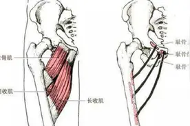 功能解剖：六十一、耻骨肌视频封面
