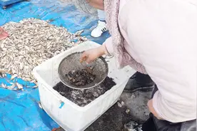 黑龙江鸡西农贸市场上，野生蛤蟆卖到“白菜价”，看看多少钱一斤视频封面