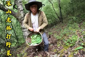 藏区7月鲜花遍地野菜多，阿斌独自入林打野菜，半天就打满一背篓视频封面