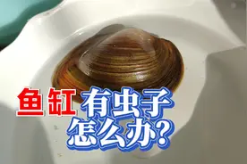 鱼缸有虫子怎么办？鱼缸里小虫的3种来源，野采水草除虫消毒方法