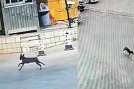 狗狗丢失137天后自己回家，主人看监控意外激动：一路狂奔直找家视频封面