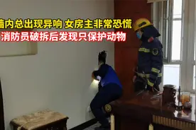 墙内总出现异响，女房主非常恐慌，消防员破拆后发现只保护动物！视频封面