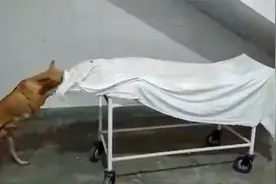 印度医院管理混乱，13岁女孩遗体无人看管，竟被流浪狗“啃食”视频封面
