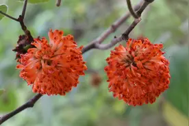 构树香甜好吃的野果，没吃过的人以为有毒，食用价值了解吗？