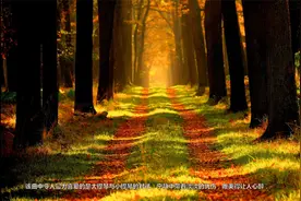 唯美纯音乐《Forest Hynm》森林之歌-提琴演奏视频封面